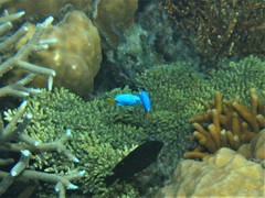 Chrysiptera parasema