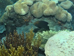 Hemiglyphidodon plagiometopon