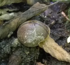 Helminthoglypta traskii