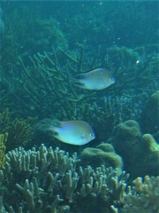 Altrichthys azurelineatus