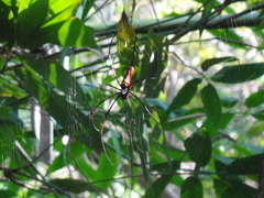 Nephila kuhli