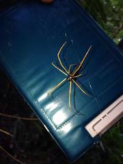 Nephila kuhli