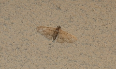 Sigilliclystis insigillata