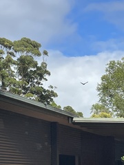 Zanda funerea funerea