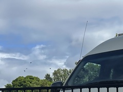 Zanda funerea funerea