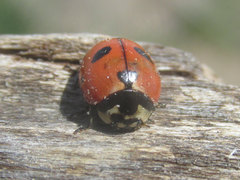 Coccinella prolongata