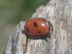 Coccinella prolongata