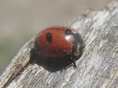 Coccinella prolongata