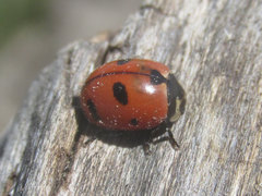 Coccinella prolongata