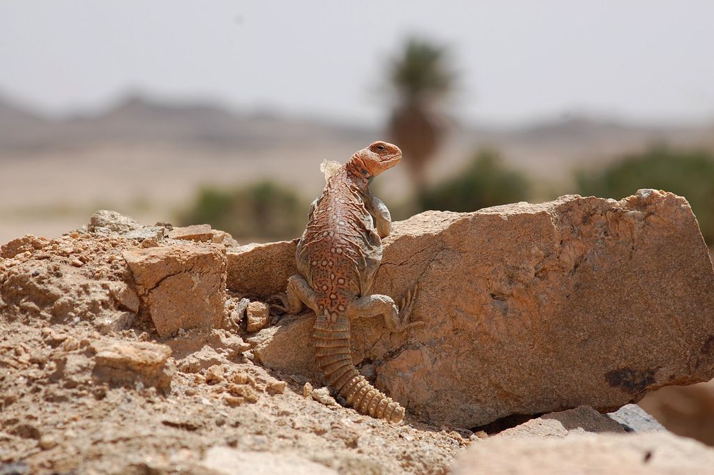 Uromastyx ocellé (Uromastyx ocellata)