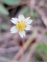 Tridax procumbens image