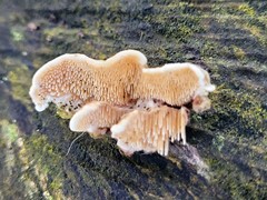 Steccherinum bourdotii