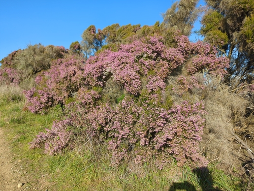 Image of Erica canaliculata by (c) Alan Rockefeller, some rights reserved (CC BY)