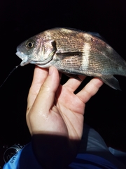 Cheilotrema saturnum