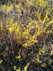 Dudleya multicaulis