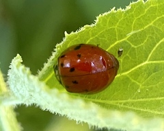 Harmonia axyridis