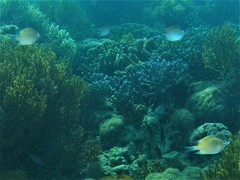 Altrichthys azurelineatus