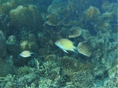 Altrichthys azurelineatus
