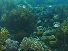 Altrichthys azurelineatus