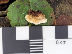Steccherinum bourdotii