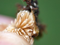 Steccherinum bourdotii