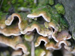 Steccherinum bourdotii