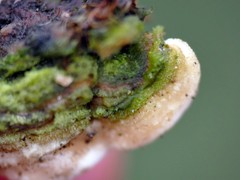 Steccherinum bourdotii