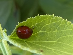 Harmonia axyridis