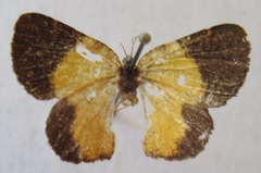 Heterusia