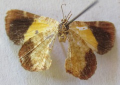 Heterusia