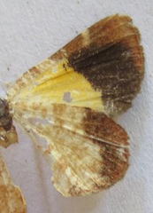 Heterusia