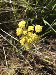 Lomatium triternatum