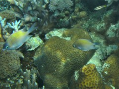 Altrichthys azurelineatus