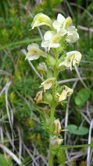 Pedicularis elongata