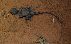 Pseudotrapelus chlodnickii