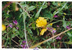 Cistus lasianthus alyssoides