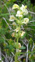 Pedicularis elongata