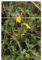 Cistus lasianthus alyssoides