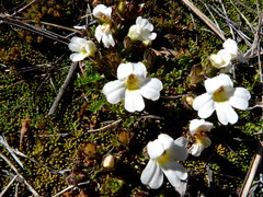 Euphrasia petriei