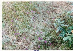 Mantisalca salmantica