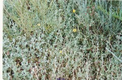 Cistus lasianthus alyssoides