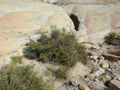 Heterotheca cinerascens