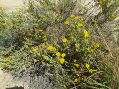 Heterotheca cinerascens