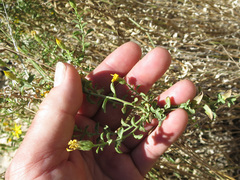 Heterotheca cinerascens