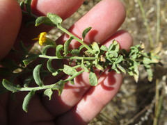 Heterotheca cinerascens