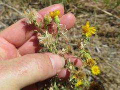 Heterotheca cinerascens
