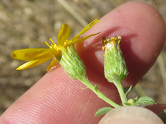 Heterotheca cinerascens