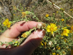 Heterotheca cinerascens