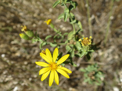 Heterotheca cinerascens