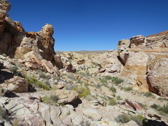 Heterotheca cinerascens